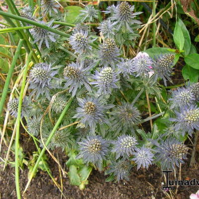 Eryngium planum 'Tiny Jackpot' - 