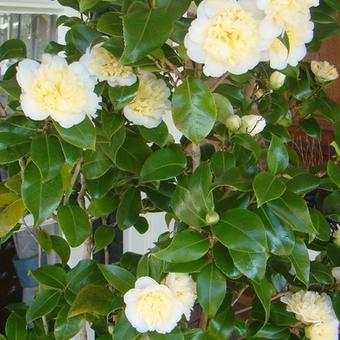 Camellia japonica 'Brushfield's Yellow'