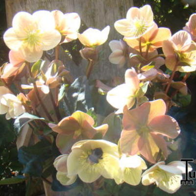 Helleborus x ballardiae HGC 'Merlin' - 