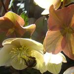 Helleborus x ballardiae HGC 'Merlin' - 