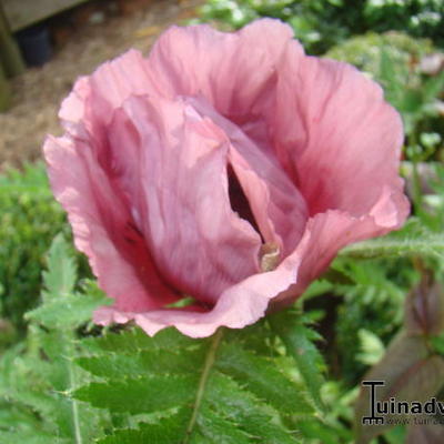 Papaver orientale  'Patty's Plum' - 