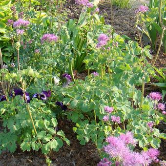 Thalictrum aquilegifolium 'Thundercloud'