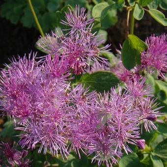 Thalictrum aquilegifolium 'Thundercloud'