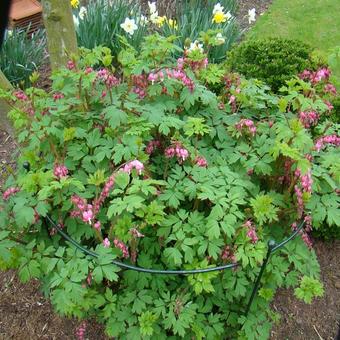 Lamprocapnos spectabilis