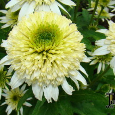 Echinacea purpurea 'Coconut Lime' - 