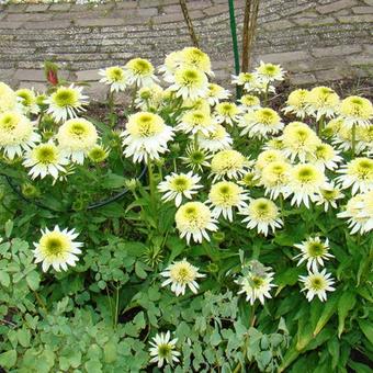 Echinacea purpurea 'Coconut Lime'