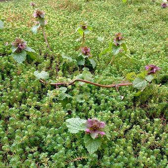 Lamium purpureum