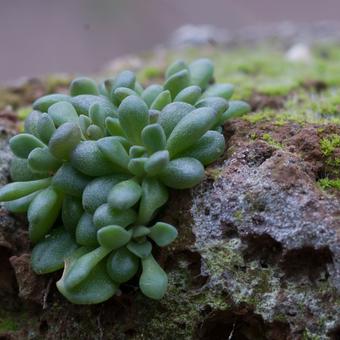 Rosularia rosulata