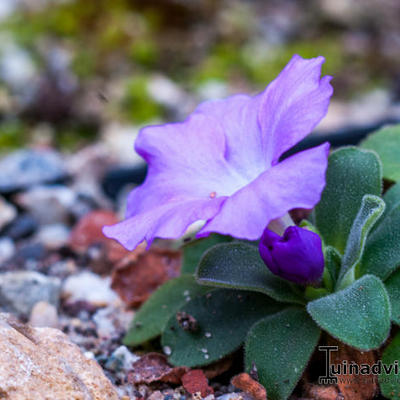 Primula allionii 'Praecox'  - 