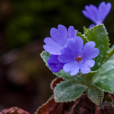 Primula marginata 'Baldock's Purple' - 