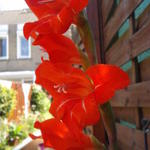 Gladiolus x grandiflorus - 