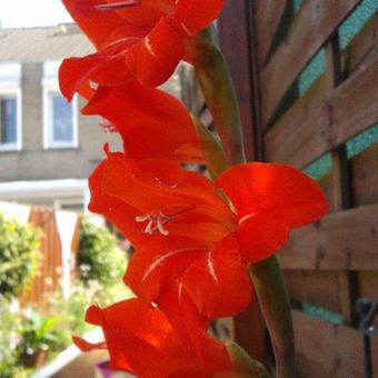 Gladiolus x grandiflorus