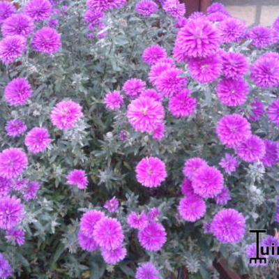 Aster novi-belgii 'Royal Ruby'