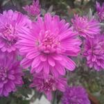 Aster novi-belgii 'Royal Ruby' - 