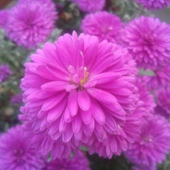 Aster novi-belgii 'Royal Ruby'