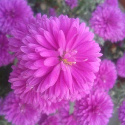 Aster novi-belgii 'Royal Ruby'