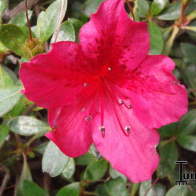 Rhododendron obtusum - 