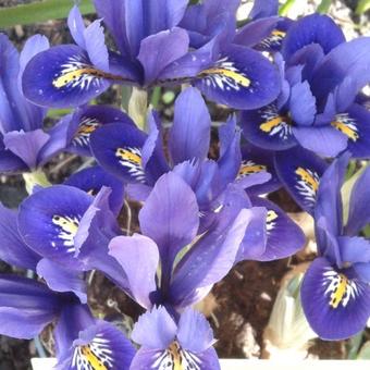 Iris reticulata 'Harmony'