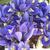 Iris reticulata 'Harmony'