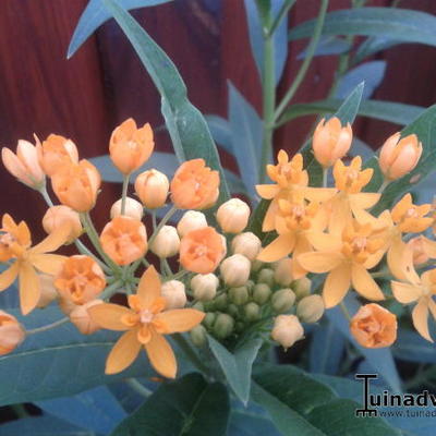 Asclepias tuberosa 'Hello Yellow' - Asclepias tuberosa 'Hello Yellow'