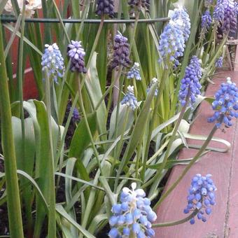 Muscari aucheri 'Mount Hood'