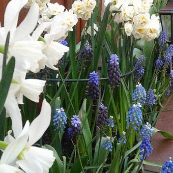 Muscari aucheri 'Mount Hood'