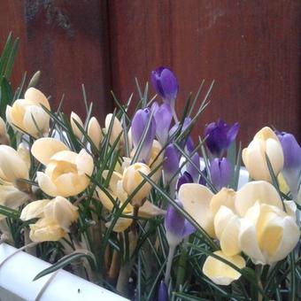 Crocus chrysanthus 'Romance'