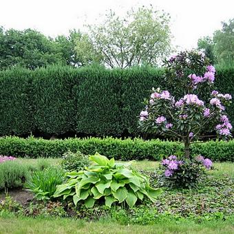 Rhododendron ponticum