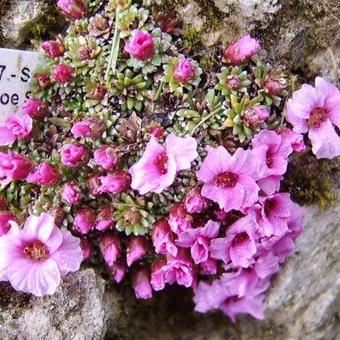 Saxifraga 'Tysoe Splendour'