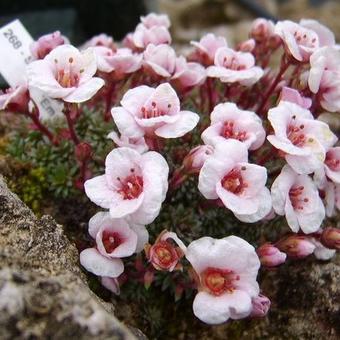 Saxifraga x megaseaeflora 'Emauzy'