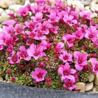 Saxifraga x poluanglica 'Tvuj Uspech'