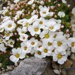 Saxifraga 'Cumulus' - 