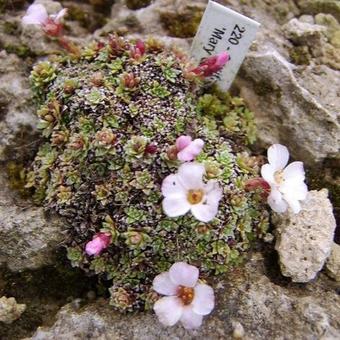 Saxifraga 'Mary Golds'