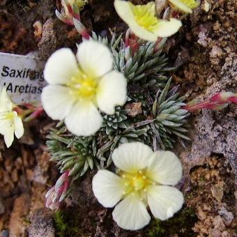 Saxifraga x boydii 'Aretiastrum'