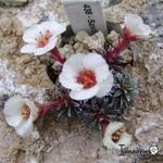 Saxifraga x megaseaeflora 'Prosec' - 