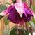 Fuchsia 'Hulshorst Bloei'