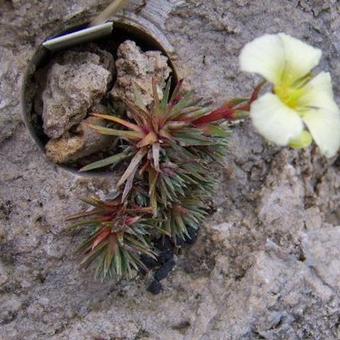 Saxifraga x boydii 'Pollux'