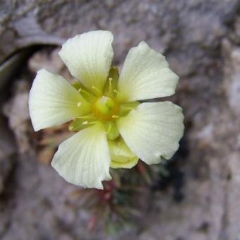 Saxifraga x boydii 'Pollux'