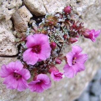 Saxifraga x lismorensis 'Lismore Gem'