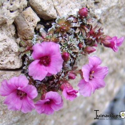 Saxifraga x lismorensis 'Lismore Gem' - 