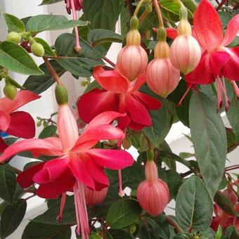 Fuchsia 'Paula Jane'