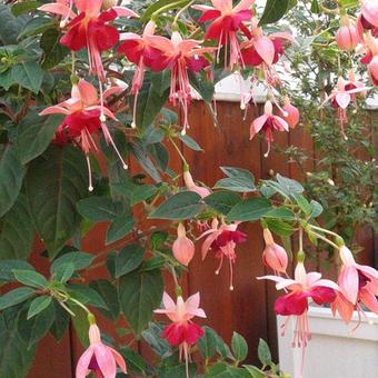 Fuchsia 'Paula Jane'