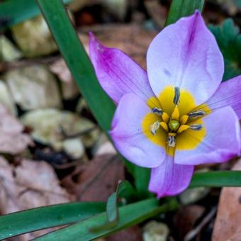 Tulipa humilis