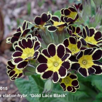 Primula elatior 'Gold Lace Black'