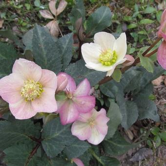 Helleborus x ericsmithii HGC 'Shooting Star'