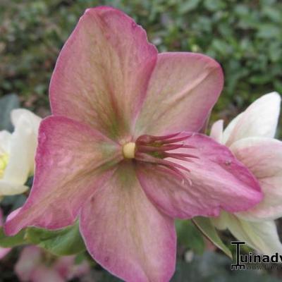 Helleborus x ericsmithii HGC 'Shooting Star' - 