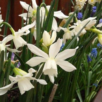 Narcissus triandrus 'Thalia'