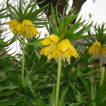 Fritillaria imperialis