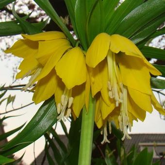 Fritillaria imperialis