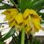 Fritillaria imperialis